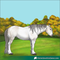 Horse Color:Gray Liver Red Dun Tobiano Frame Appaloosa Rabicano 