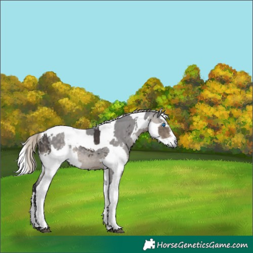 Horse Color:Silver Smoky Black Merle 