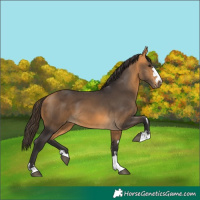 Horse Color:Buckskin 