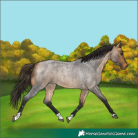 Horse Color:Buckskin Roan 