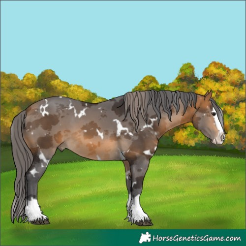 Horse Color:White Spotted Buckskin Merle Splash 