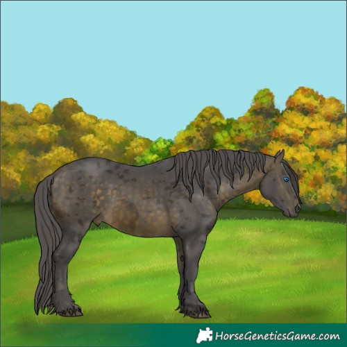 Horse Color:Buckskin Merle
