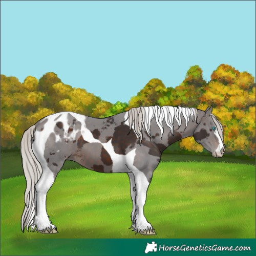 Horse Color:Silver Brown Merle Tobiano Appaloosa 