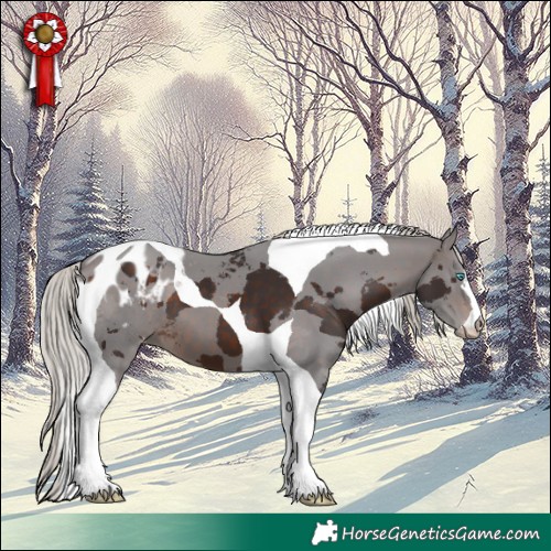 Horse Color:Silver Brown Merle Tobiano Appaloosa 