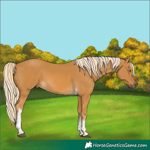 Horse Color:Palomino Tobiano 