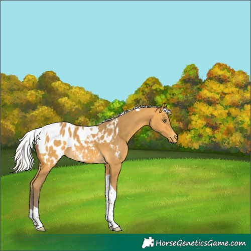 Horse Color:Silver Buckskin Tobiano Blanket 