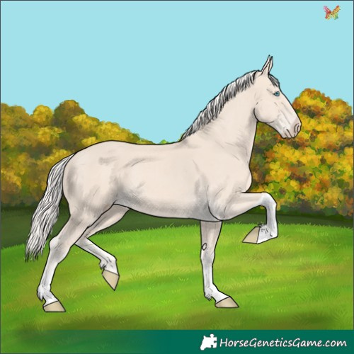 Horse Color:Cremello Tobiano 