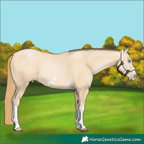 Horse Color:Buckskin Pearl Splash Frame 
