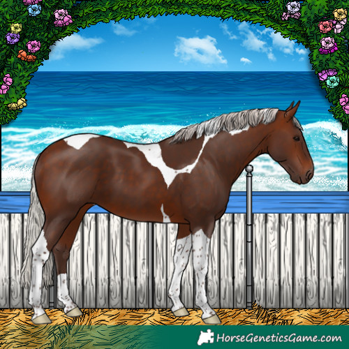 Horse Color:Silver Brown Tobiano 