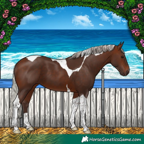 Horse Color:Silver Brown Tobiano