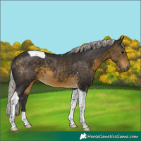 Horse Color:Silver Buckskin Tobiano 