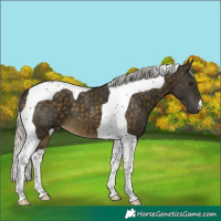 Horse Color:Silver Buckskin Tobiano 