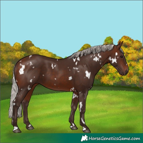 Horse Color:White Spotted Silver Brown 