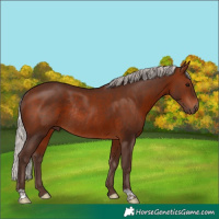 Horse Color:Silver Bay Rabicano