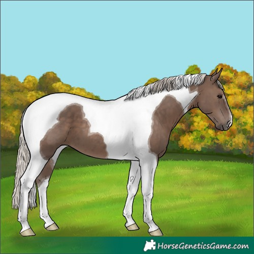 Horse Color:Silver Black Tobiano