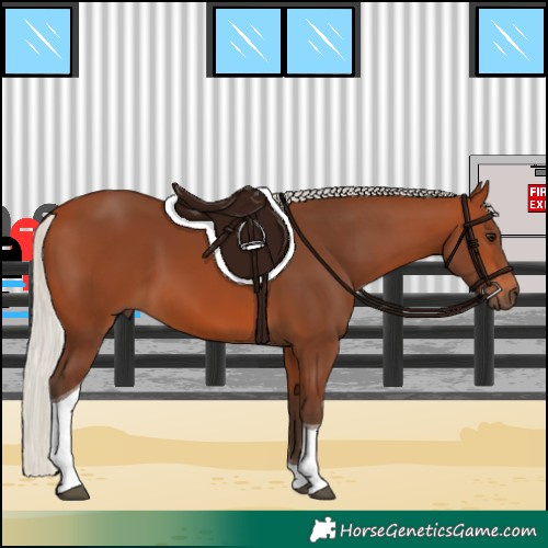 Horse Color:Silver Bay Tobiano 