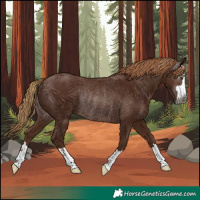 Horse Color:Gray Chestnut Rabicano