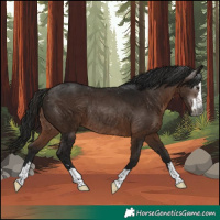 Horse Color:Gray Bay Rabicano