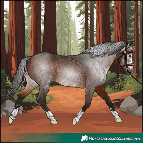 Horse Color:Gray Bay Rabicano 