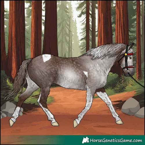 Horse Color:Gray Chestnut Tobiano Rabicano 