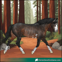 Horse Color:Gray Brown Rabicano 