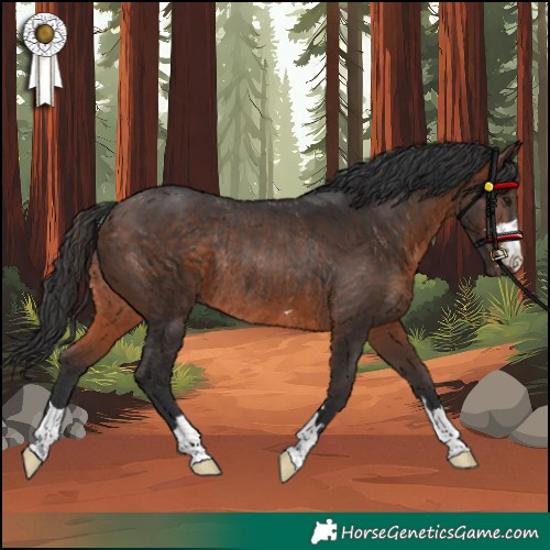 Horse Color:Brown Rabicano 