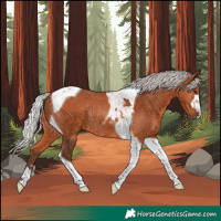 Horse Color:Silver Bay Tobiano Rabicano 