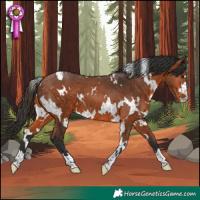 Horse Color:White Spotted Bay 