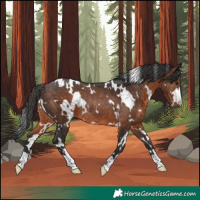Horse Color:White Spotted Brown Rabicano