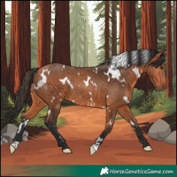 Horse Color:White Spotted Bay Rabicano