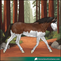 Horse Color:Gray Bay Splash 