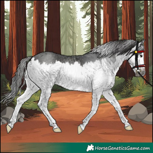 Horse Color:Gray Brown Splash 