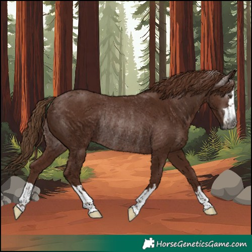 Horse Color:Gray Chestnut Rabicano