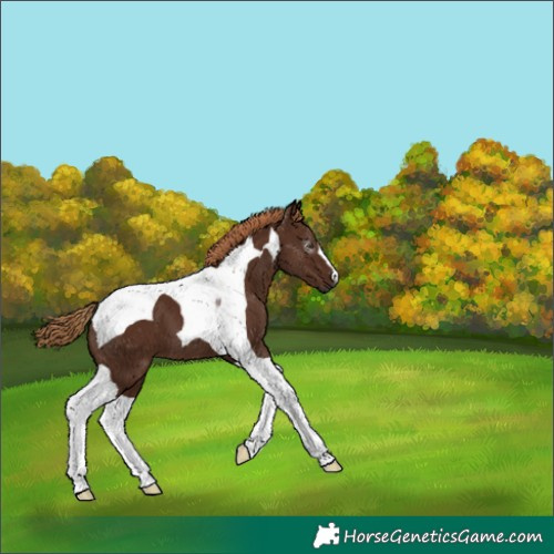 Horse Color:Gray Chestnut Tobiano 