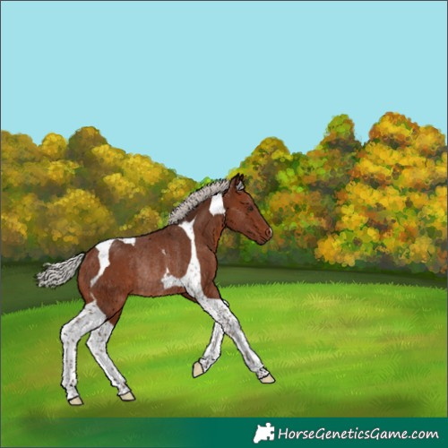 Horse Color:Silver Bay Tobiano Rabicano 