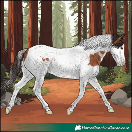 Horse Color:Bay Splash Tobiano Rabicano 