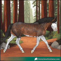 Horse Color:Brown Splash Rabicano