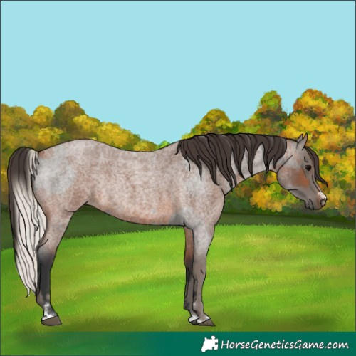 Horse Color:Silver Blue Roan Rabicano and Bay Roan Rabicano