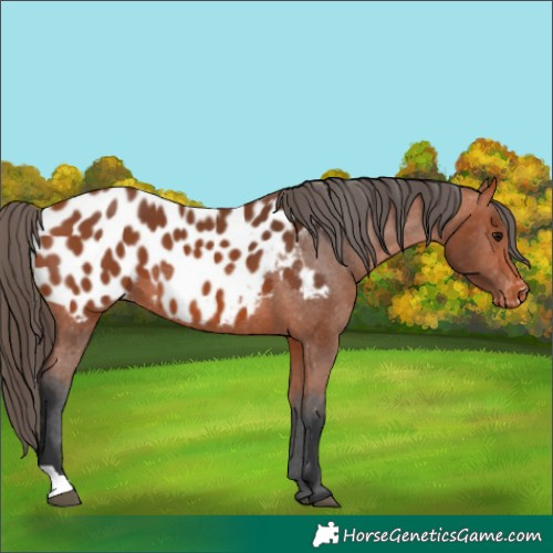 Horse Color:Bay Near Leopard 