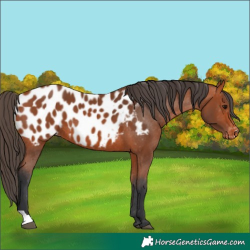 Horse Color:Bay Appaloosa 