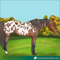 Horse Color:Bay Near Leopard