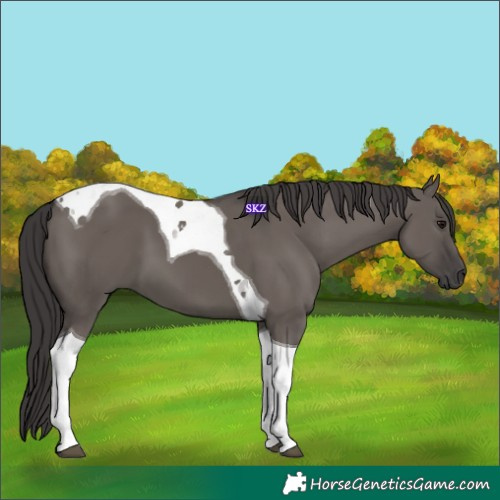 Horse Color:Smoky Grullo Tobiano 