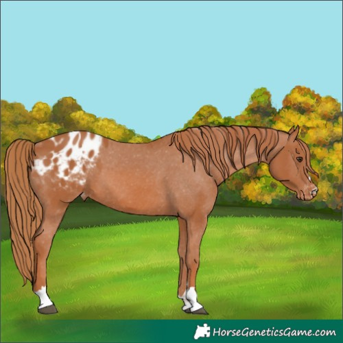 Horse Color:Chestnut Appaloosa