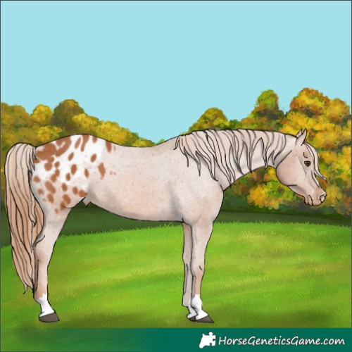Horse Color:Chestnut Blanket 