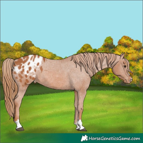 Horse Color:Chestnut Appaloosa 