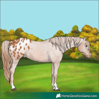 Horse Color:Chestnut Appaloosa