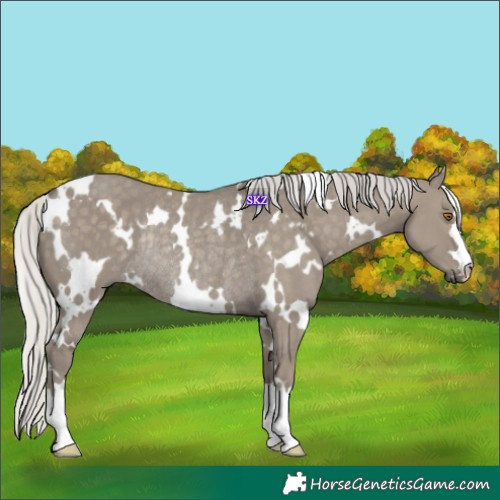 Horse Color:White Spotted Silver Smoky Grullo Rabicano 