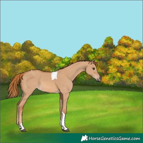 Horse Color:Red Dun Tobiano 