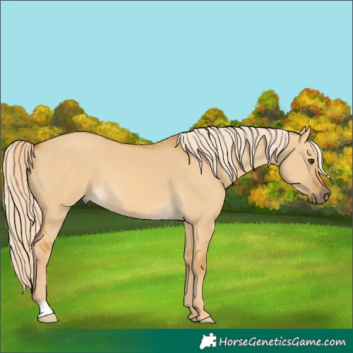 Horse Color:Palomino Dun 