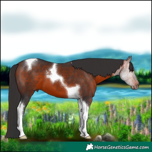 Horse Color:Brown Tobiano
